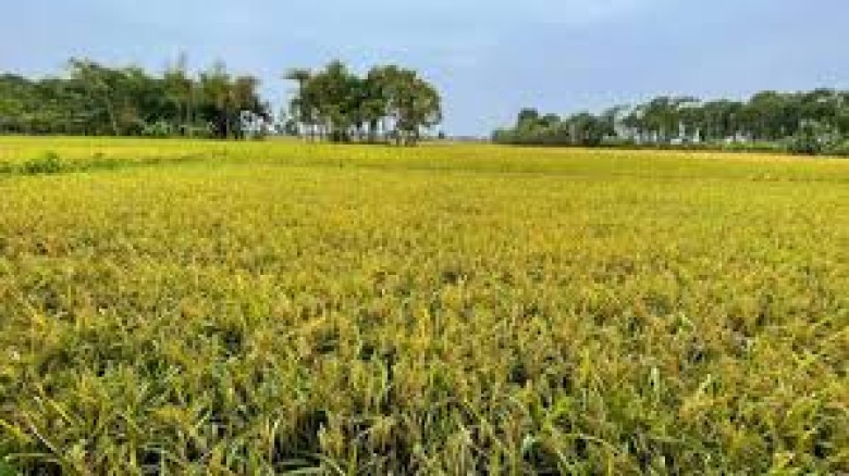 সরকারের বাস্তবমুখী পদক্ষেপে গতি ফিরছে অর্থনীতিতে, বাসস