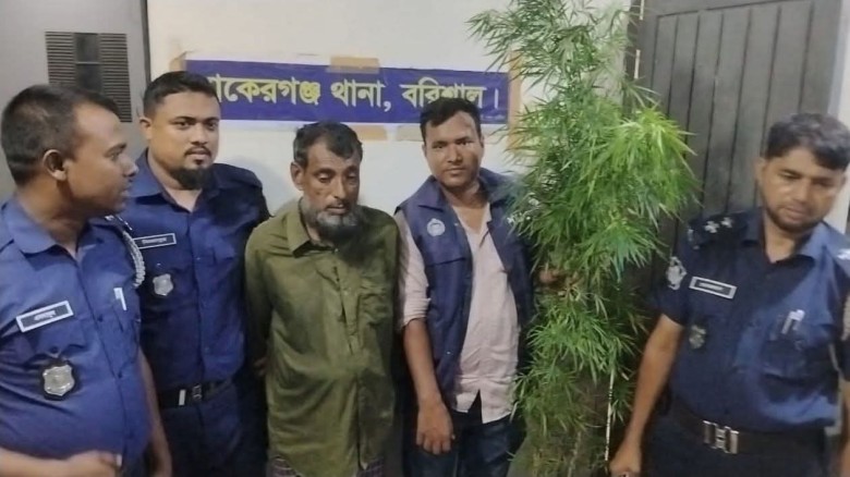 গাঁজা গাছসহ  গ্রেপ্তার এক