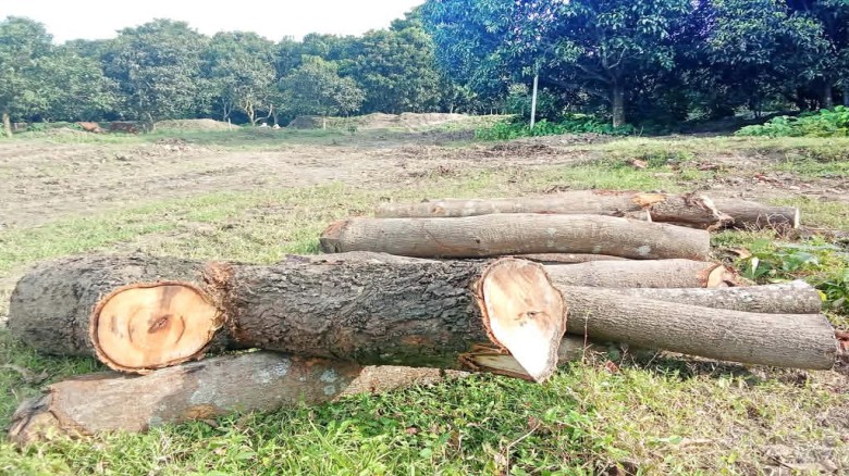 রামেবি এর ৮ হাজার গাছ কাগজে থাকলেও বাস্তবে উধাও